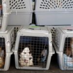 Минтранс РФ планирует пересмотреть нормы перевозки животных в салоне самолета